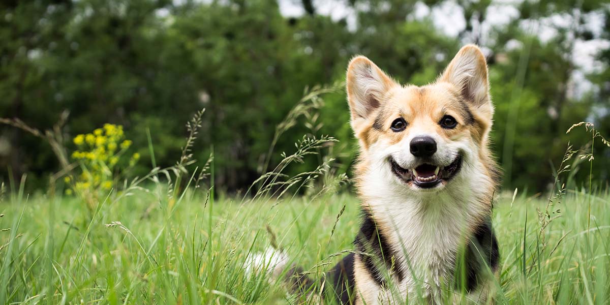 Benefits of CBD Oil in Dogs