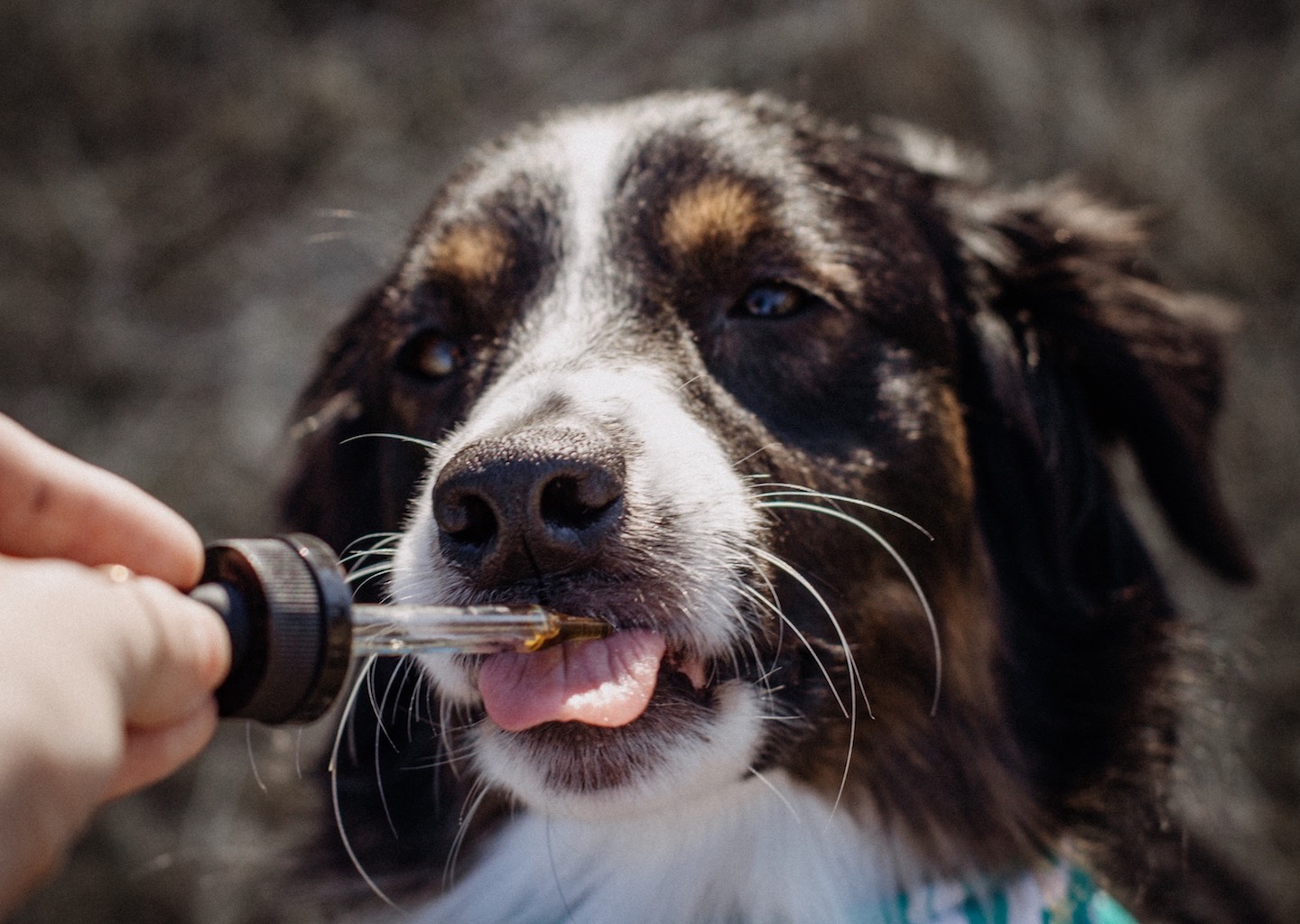 The Best CBD Oil for Dogs