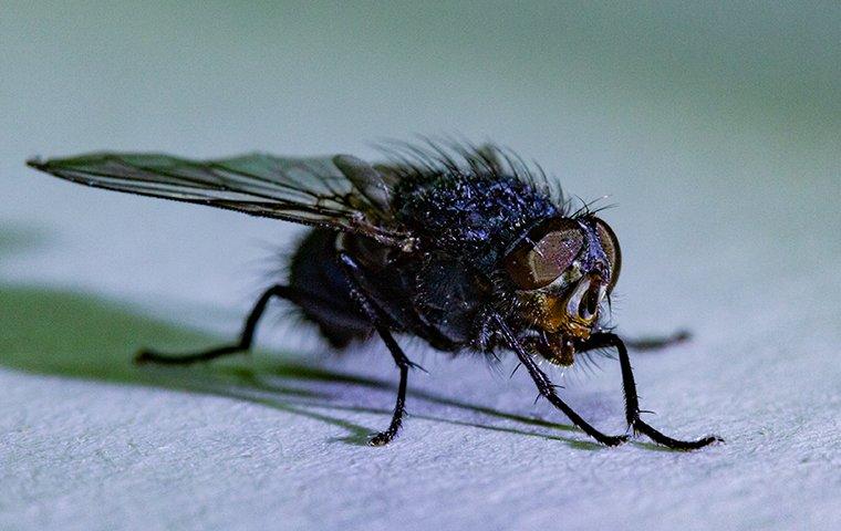 Things to know about the perils of flies
