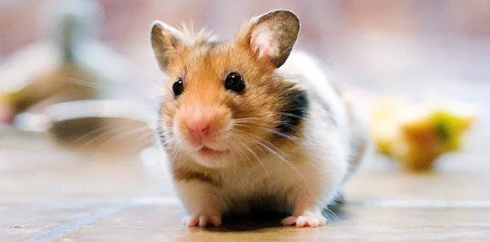 Gone But Not Forgotten: Honoring Your Hamster After Euthanasia